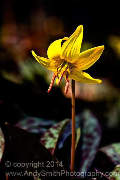 Trout Lily